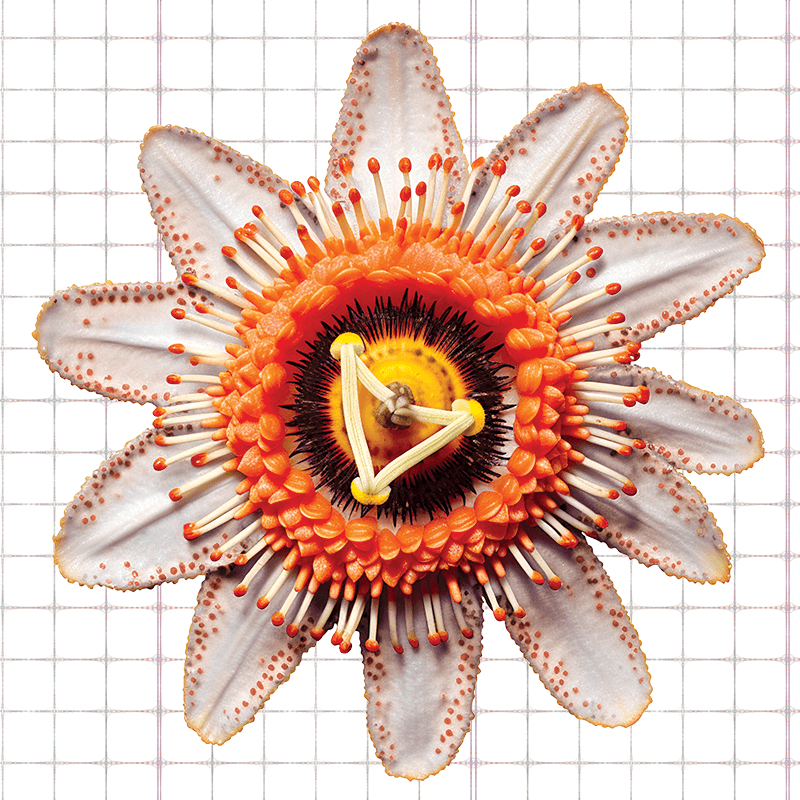 Passiflora