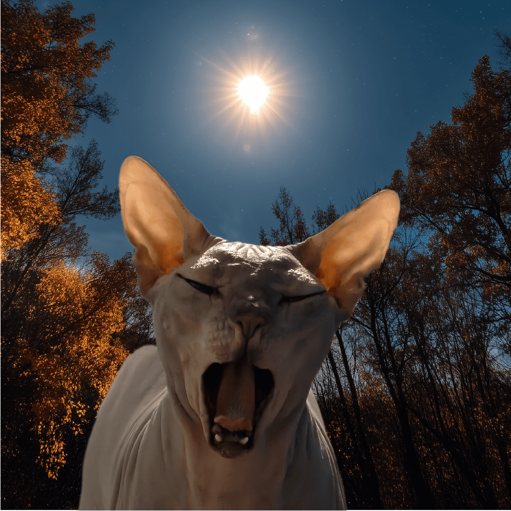 Nightcap